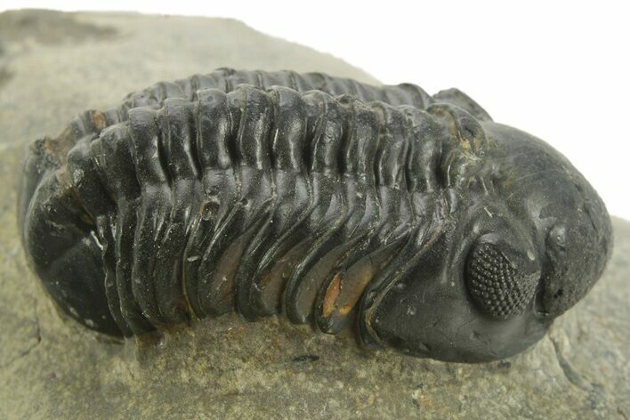 Detailed Reedops Trilobite - Atchana, Morocco #376977